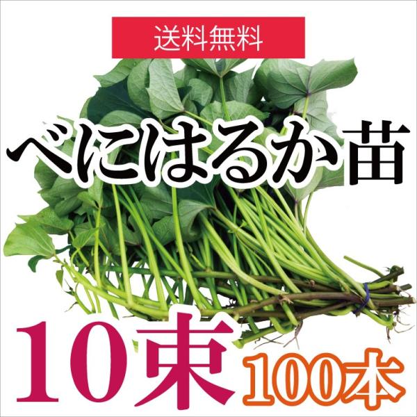 さつまいも 苗 【紅はるか】 10束100本 TVで話題のしっとり系べに