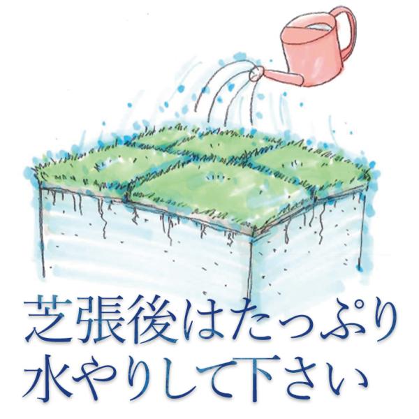 芝生姫高麗芝2平米鹿児島産 Buyee 日本代购平台 产品购物网站大全 Buyee一站式代购bot Online