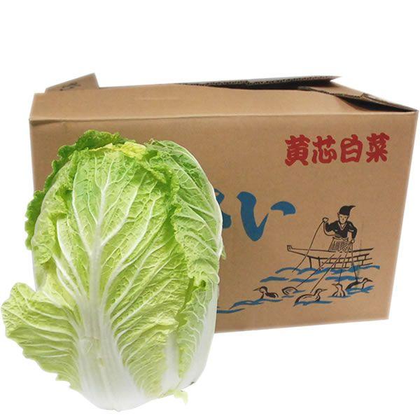 【箱売り】　白菜（はくさい・ハクサイ）　１箱（６本入り）　長野・大分・熊本・国産　【業務用・大量販売】【RCP】