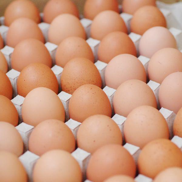 10kg 卵の人気商品・通販・価格比較 - 価格.com 10kg 卵の人気商品・通販・価格比較 - 価格.com