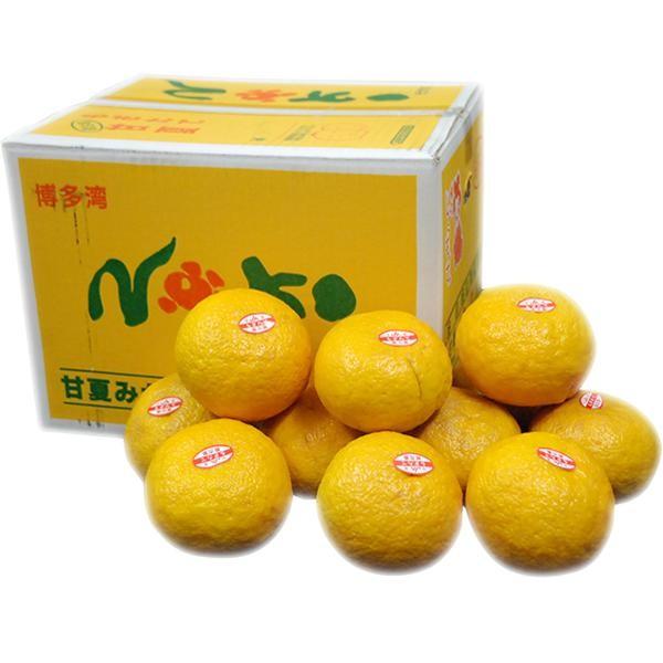 九州産　さっぱりとした味わい！　能古島甘夏（あまなつ・なつみかん）２Ｌ・Ｌ・Ｍサイズ　１０ｋｇ　九州の安心・安全な果物！　福岡産　【RCP】