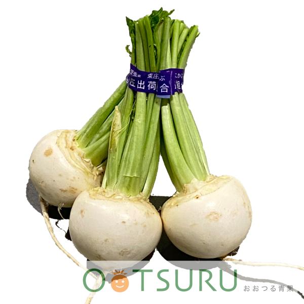 春から出てくるかぶです。