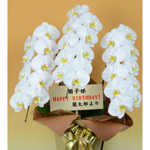 大輪胡蝶蘭　ホワイト3本立ち33輪 ラッピング有！送料無料！ 大輪胡蝶蘭3本立ち（33輪以上） ホワイト 自社配達 東京23区限定販売