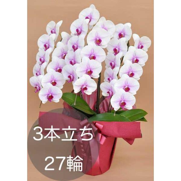 8月7日新入荷しました。赤リップ胡蝶蘭３本立ち orandaya4_200005