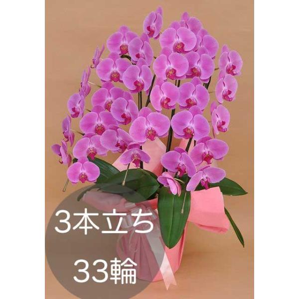 訳あり商品！3輪飛びあり大輪ピンク胡蝶蘭3本立ち 大輪胡蝶蘭3本立ち（33輪以上）ピンク 自社配達 東京23区限定販売