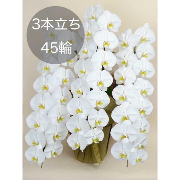 東京23区限定 大輪胡蝶蘭3本立ち45輪以上の贈り物