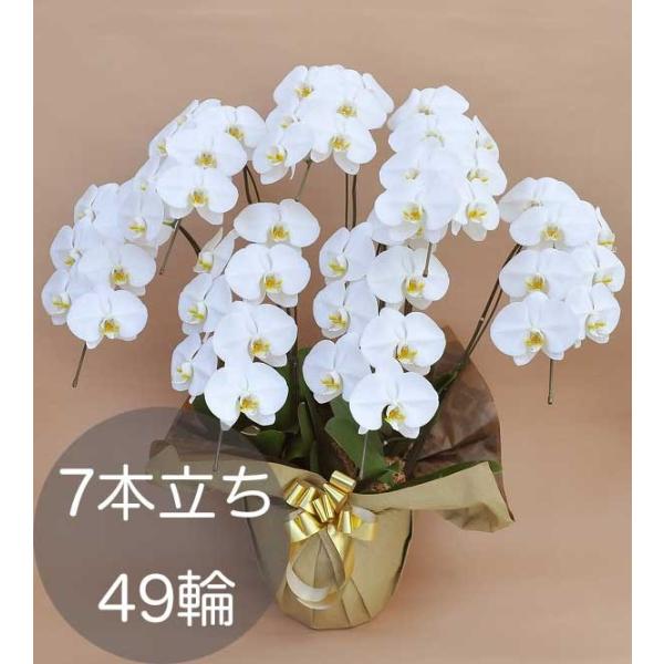 7月25日新入荷しました。お買い得品！大輪ホワイト胡蝶蘭５本立ち 大輪胡蝶蘭7本立ち（49輪以上） ホワイト 自社配達 東京23区限定販売