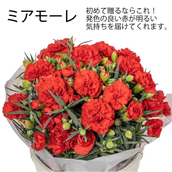 遅れてごめんね 緊急入荷 母の日 対応商品 千葉県木村園芸 カーネーション 選べる8種 5号鉢植 バスケット付き オランダ屋 Buyee Servicio De Proxy Japones Buyee Compra En Japon