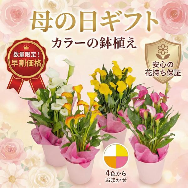 【母の日 対応商品】【おまかせ割】カラーリリィ鉢植え|カーネーションとは違う特別感｜色おまかせでお得な価格