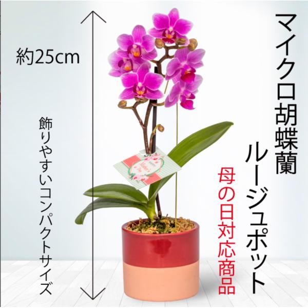 遅れてごめんね 母の日 対応商品 母の日ギフト マイクロ胡蝶蘭 クロエ鉢 オランダ屋 M オランダ屋 通販 Yahoo ショッピング