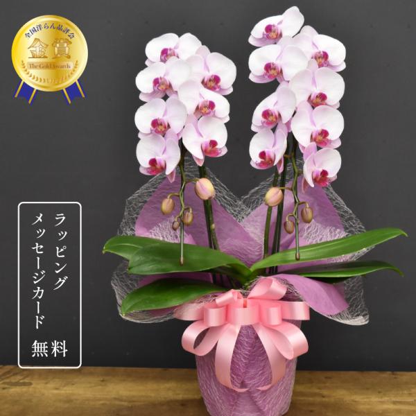 胡蝶蘭 彩2本立ち 蘭 ミディ 鉢植え ピンク 花 【全国洋らん品評