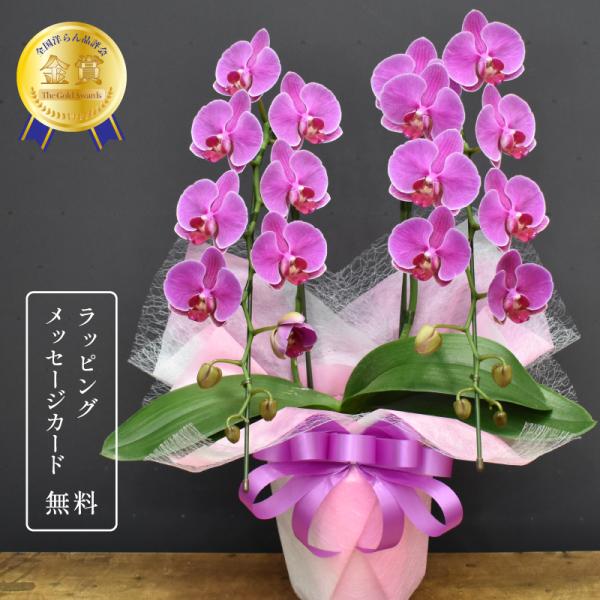 orchid-house_karen-2