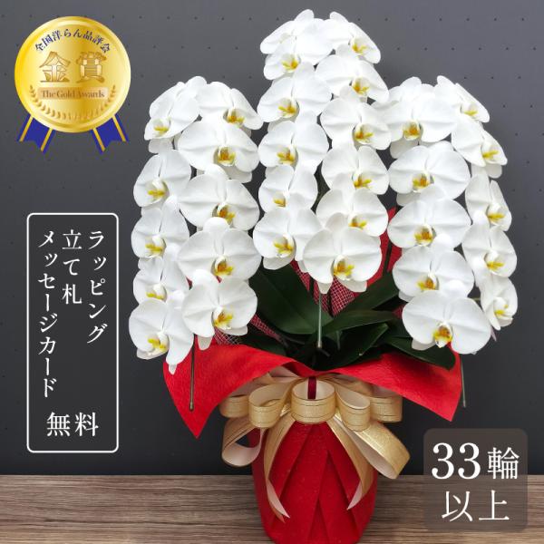 胡蝶蘭キングデラックス3本立ち・高さ：95センチ前後・幅：52センチ前後・花弁直径：13センチ前後・輪数：33輪以上胡蝶蘭の王道、純白大輪胡蝶蘭です。・ラッピング・立て札・メッセージカード 無料で対応いたします。【 送料 】一部地域を除き送...