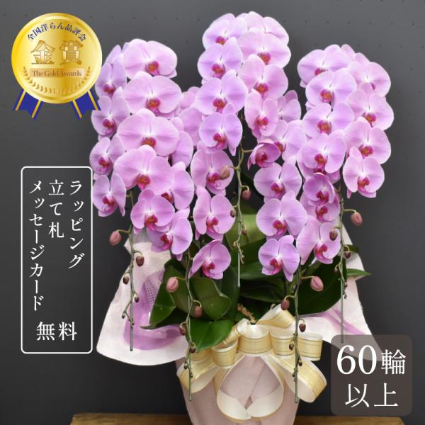 胡蝶蘭 大輪 60輪以上 恋姫 5本立ち 蘭 花 ギフト 鉢植え ピンク