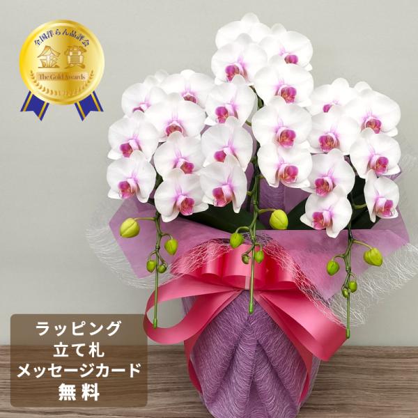 胡蝶蘭ルージュ3本立ち【全国洋らん品評会金賞受賞】・高さ：50センチ〜53センチ・幅：33センチ〜35センチ・花弁直径：7.5センチお祝いの場に適した紅白胡蝶蘭です。・ラッピング、立て札、メッセージカードを無料で対応いたします。【 送料 】...