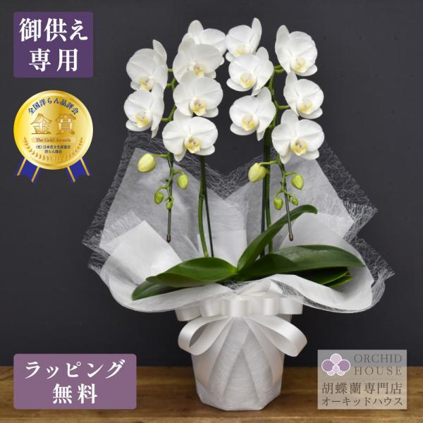 胡蝶蘭スーパーアマビリス2本立ち【全国洋らん品評会金賞受賞胡蝶蘭】・高さ：50センチ前後・幅：25センチ前後・花弁直径：7センチ可憐な純白胡蝶蘭。贈る用途を選ばない人気商品です。・ラッピング、メッセージカードを無料で対応いたします。【 送料...