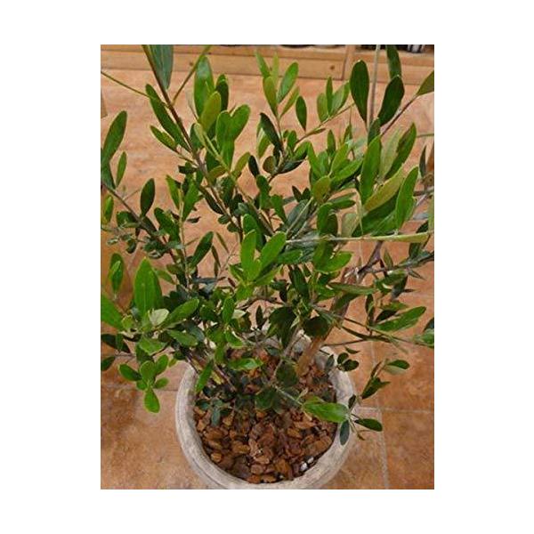 オリーブの木 鉢植え みんな探してる人気モノ オリーブの木 鉢植え 腕時計 アクセサリー