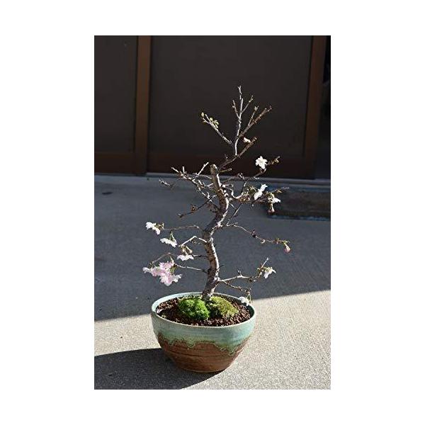 最大80 オフ 十月桜盆栽 桜盆栽 めずらしい 二季咲桜 盆栽鋏 枝切り Portalcultura Net Br