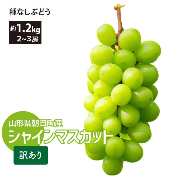 山形県 ぶどう シャインマスカット 訳あり 約1.2kg 2〜3房 朝日町 減農薬 10月上旬〜順次発送