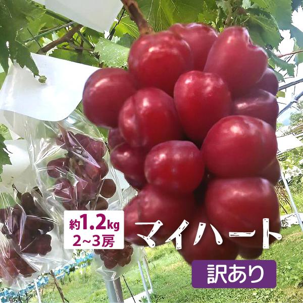 山形県 ぶどう マイハート 訳あり 約1.2kg 2〜3房 朝日町 減農薬 10月