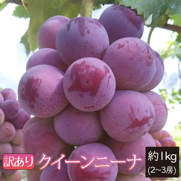 山形県 ぶどう クイーンニーナ 訳あり 約1kg 2〜3房 朝日町 9月中旬〜順次発送