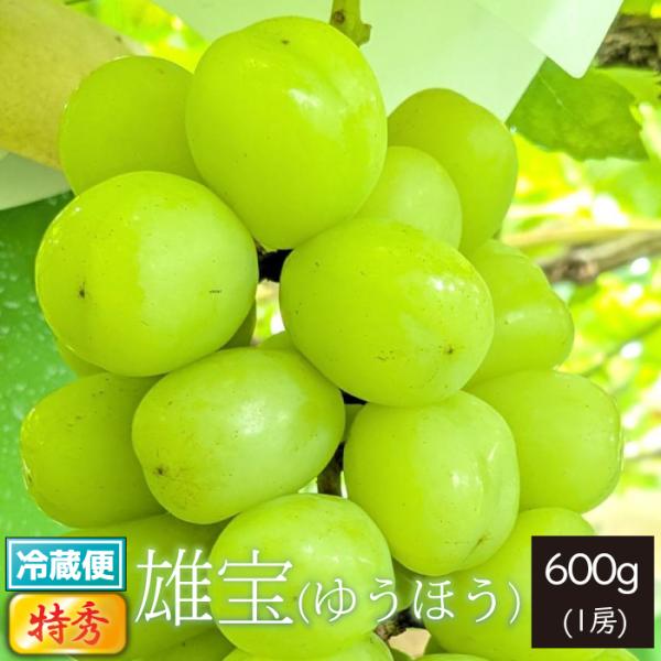 山形県 ぶどう 雄宝 特秀 600g以上 1房 朝日町 9月下旬〜順次発送
