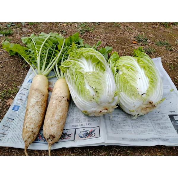 白菜　９月に苗を作り、無農薬有機栽培した白菜です。品種は「無双」で、とても甘い白菜です。１個２ｋｇ以上です。大根　９月に種を蒔き、無農薬有機栽培した大根です。品種は「秋祭」で、とても軟らかく、美味しいです。１本１以上です。２０００年に新規就...