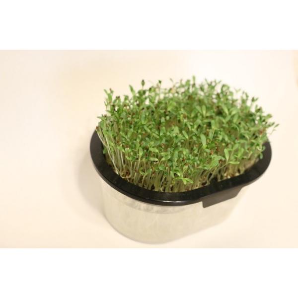 アルファルファ スプラウト 有機種子 固定種 中袋60g Buyee Buyee Japanese Proxy Service Buy From Japan Bot Online