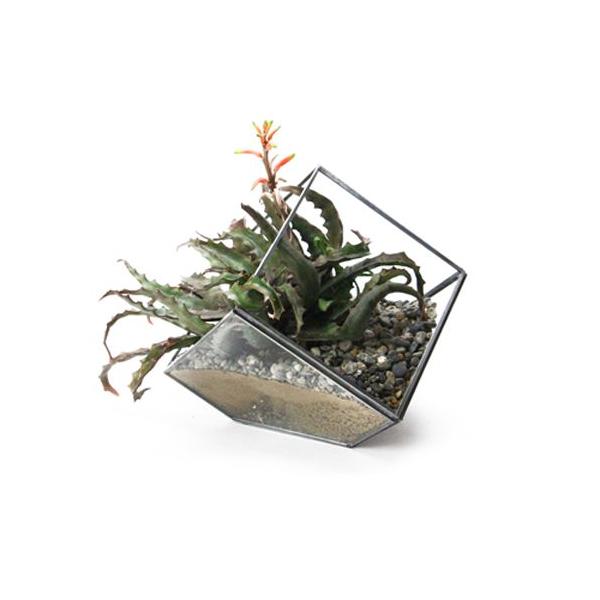 ジオ テラリウム Sサイズ おしゃれなガラスケース 観葉植物用のプランター Buyee Buyee 日本の通販商品 オークションの代理入札 代理購入