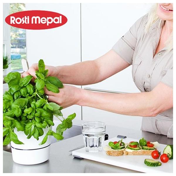 ハイドロハーブ ミディアム Mサイズ 水やり不要の鉢植え Buyee Buyee บร การต วกลางจากญ ป น ซ อจากประเทศญ ป น