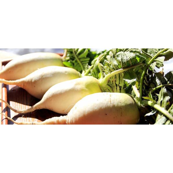 伊吹大根のど飴 Buyee Buyee 日本の通販商品 オークションの代理入札 代理購入