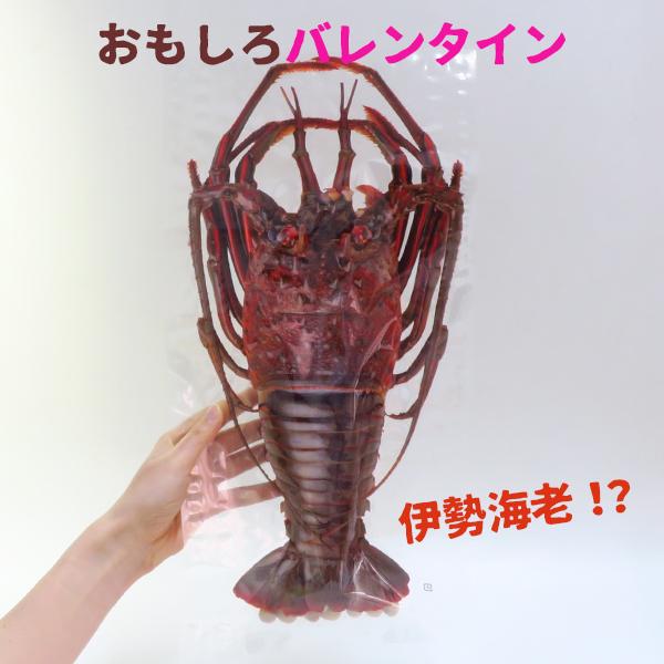 安いリアル 伊勢海老の通販商品を比較 ショッピング情報のオークファン