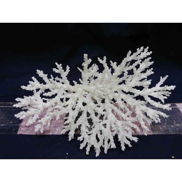 飾りサンゴ 17cm前後 一点もの Buyee 日本代购平台 产品购物网站大全 Buyee一站式代购 Bot Online