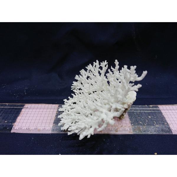 飾りサンゴ 17cm前後 一点もの Buyee 日本代购平台 产品购物网站大全 Buyee一站式代购 Bot Online