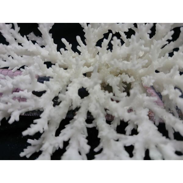 飾りサンゴ 17cm前後 一点もの Buyee 日本代购平台 产品购物网站大全 Buyee一站式代购 Bot Online