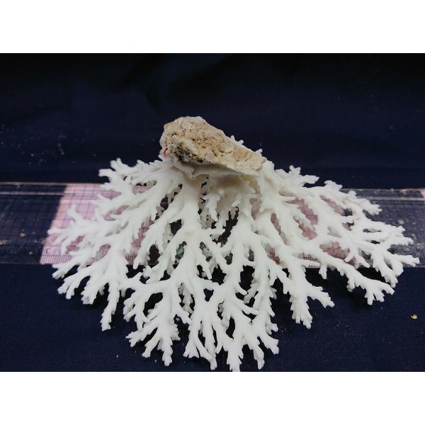 飾りサンゴ 17cm前後 一点もの Buyee 日本代购平台 产品购物网站大全 Buyee一站式代购 Bot Online