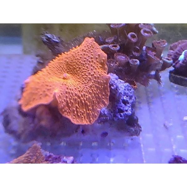 珊瑚 サンゴ ディスクコーラル グリーン 岩7ｃｍ前後 画像の生体をお届けいたします 画像はコーラルレンズを使用して撮影しています Buyee Buyee Japanese Proxy Service Buy From Japan Bot Online