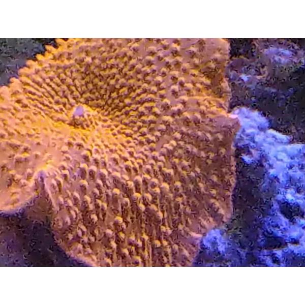 珊瑚 サンゴ ディスクコーラル グリーン 岩7ｃｍ前後 画像の生体をお届けいたします 画像はコーラルレンズを使用して撮影しています Buyee Buyee Japanese Proxy Service Buy From Japan Bot Online