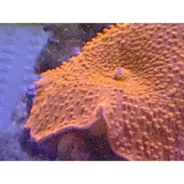 珊瑚 サンゴ ディスクコーラル グリーン 岩7ｃｍ前後 画像の生体をお届けいたします 画像はコーラルレンズを使用して撮影しています Buyee Buyee Japanese Proxy Service Buy From Japan Bot Online