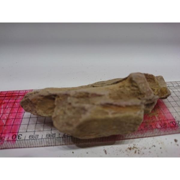 気孔石 きこうせき Sサイズ 10ｃｍ前後一点もの Buyee Buyee 提供一站式最全面最專業現地yahoo Japan拍賣代bid代拍代購服務 Bot Online