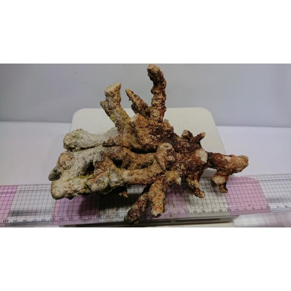 枝状ライブロック Aグレード 石灰藻付き 1ｋｇ Buyee Servicio De Proxy Japones Buyee Compra En Japon