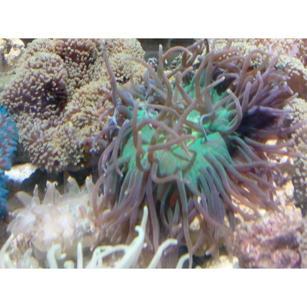 ロングテンタクルアネモネ グリーン 10cm前後 画像の生体をお届けいたします Buyee Buyee Japanese Proxy Service Buy From Japan Bot Online