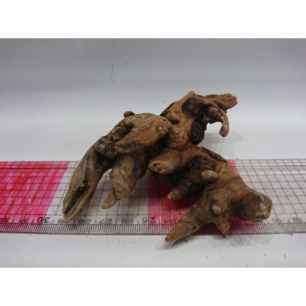 磨き枝流木プレミアムルートウッドssサイズ 11cm 一点もの Buyee Buyee Japanese Proxy Service Buy From Japan Bot Online