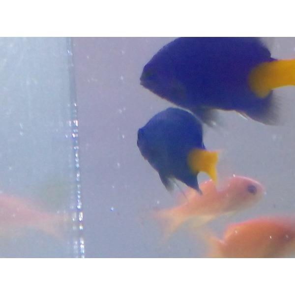 シリキルリスズメ 2 3cm 餌付け済み Buyee Buyee 日本の通販商品 オークションの代理入札 代理購入