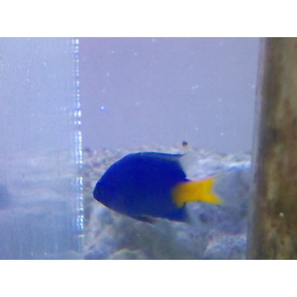 シリキルリスズメ 2 3cm 餌付け済み Buyee Buyee 日本の通販商品 オークションの代理入札 代理購入