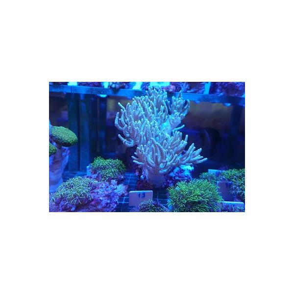 珊瑚 サンゴ ヤナギカタトサカ 薄グリーン 15ｃｍ前後 画像の生体をお届けいたします Yanagikata01 お魚倉庫 通販 Yahoo ショッピング