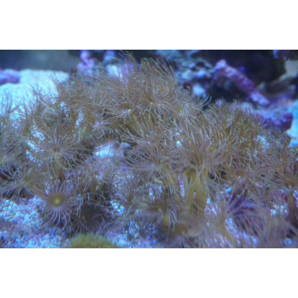 生体について生体については画像にてよくお確かめください。画像の生体をお届けいたします。死着保障について死着の場合は、死着商品代金の半額の返金をいたします。死着半額保障は出荷後、翌日配達（15時まで）に限りますのでお気をつけください。お届け予...