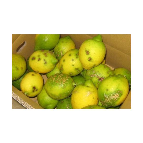 おそぐち農園のレモン国産で、安心のレモンです風や雨で、外皮は見た目がとても悪いですが、「秀品」と同じ樹で育ったレモンです野菜ジュースやお菓子を作るのにレモン果汁を使うだけなら、この「わけあり」はとってもお得ですよ!!その時の大きさにもよりま...