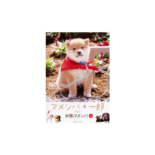 ケース無::マメシバ・一郎 from 幼獣マメシバ レンタル落ち 中古 DVD