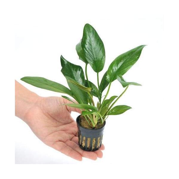 ■システム反映の都合上、ご購入後でも品切れになっている場合があります。その場合、ご登録のメールアドレスに通知致します。必ずご確認をお願いします。■サイズ・カラー等の記載が無い場合や複数記載がある場合があります。ご不明点は、ご購入前にご質問く...